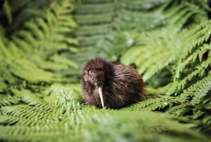 Rotorua: The National Kiwi Hatchery Tour