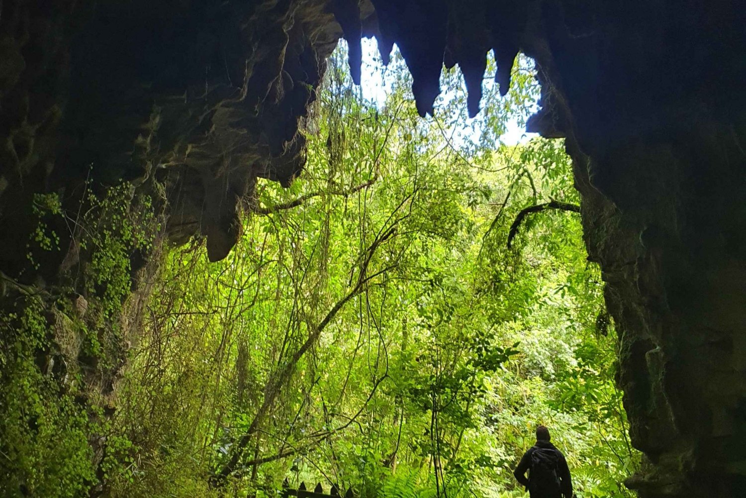 Rotorua Tour's, Geyser Parks, Waitomo Caves, Hobbiton