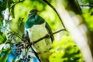 Rotorua: Waimangu Volcanic Valley Ticket & Self-Guided Walk