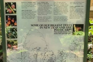 Rotorua (:) Guidad promenader i Whirinaki-skogen med lokalbefolkningen