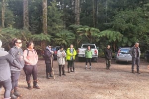 Rotorua (:) Guidad promenader i Whirinaki-skogen med lokalbefolkningen