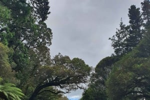 Rotorua (:) Guidad promenader i Whirinaki-skogen med lokalbefolkningen