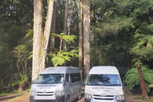 Rotorua (:) Guidad promenader i Whirinaki-skogen med lokalbefolkningen