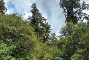 Rotorua (:) Guidad promenader i Whirinaki-skogen med lokalbefolkningen