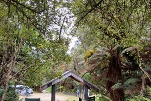 Rotorua (:) Guidad promenader i Whirinaki-skogen med lokalbefolkningen
