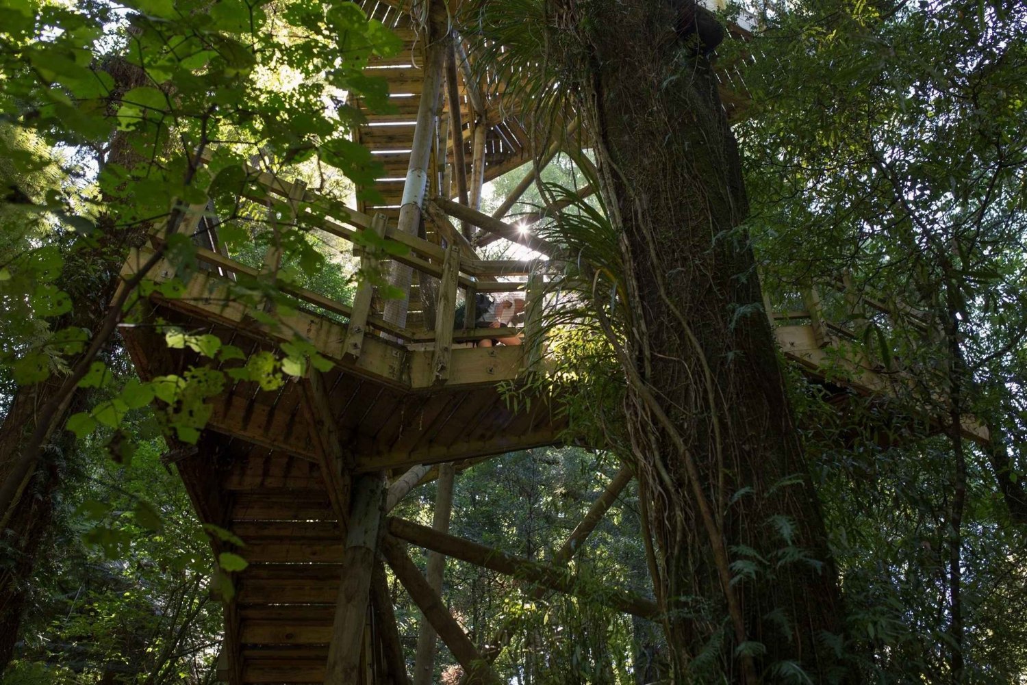 Montaña Santuario: Visita guiada al Bosque Antiguo