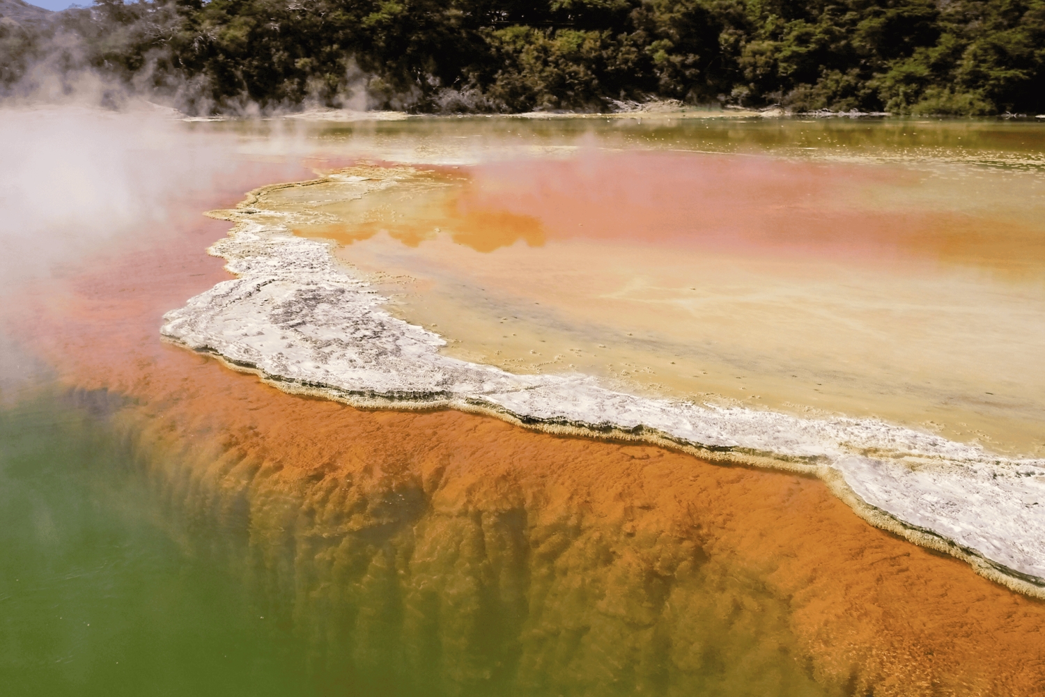 Tauranga: Wai-o-Tapu with Redwood Treetop Walk or Forest Spa