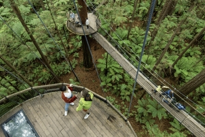 Tauranga: Wai-o-Tapu with Redwood Treetop Walk or Forest Spa