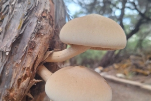 Tauranga: Wai-o-Tapu with Redwood Treetop Walk or Forest Spa