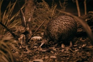 Te Puia: Te Pō Combo: Te Rā, Abendessen und Haka-Aufführung