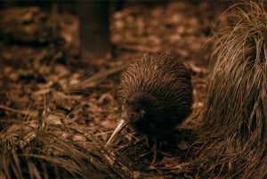 Te Puia: Te Rā Rondleiding en Haka Voorstelling