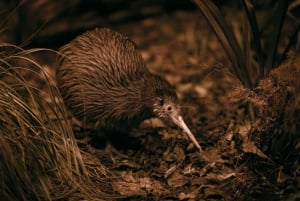 Te Puia: Te Rā Guided Tour Day Experience