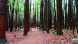 Best Free Things To Do in Rotorua