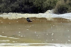 Fra Auckland: TRIPLE DEAL Wai-O-Tapu, Redwood & Blue Springs
