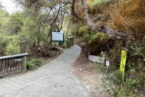 Fra Auckland: TRIPLE DEAL Wai-O-Tapu, Redwood & Blue Springs