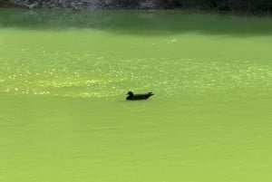 Fra Auckland: TRIPLE DEAL Wai-O-Tapu, Redwood & Blue Springs