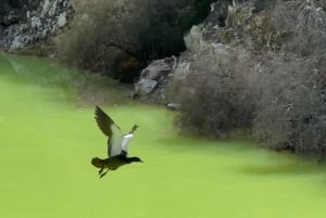 Fra Auckland: TRIPLE DEAL Wai-O-Tapu, Redwood & Blue Springs