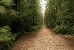 Auckland: Wai-O-Tapu, Pueblo Maorí Mittai y Excursión por el Bosque