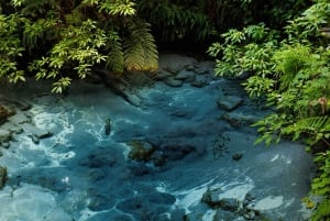 Auckland: Wai-O-Tapu, Pueblo Maorí Mittai y Excursión por el Bosque