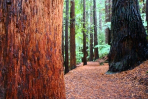 The Redwoods, Whakarewarewa Forest
