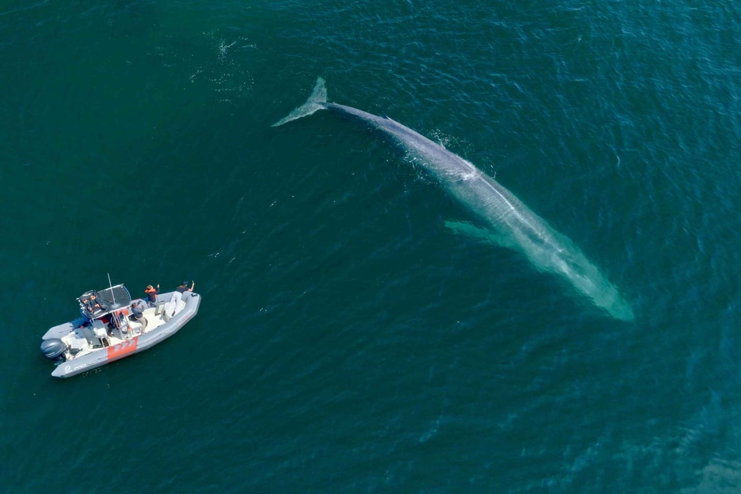 サンディエゴ：クジラとイルカを観察するスピードボートツアーをご案内