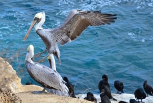A Seaside Stroll: La Jolla's Hidden Treasures Walking Tour
