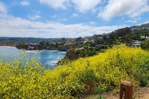 A Seaside Stroll: La Jolla's Hidden Treasures Walking Tour