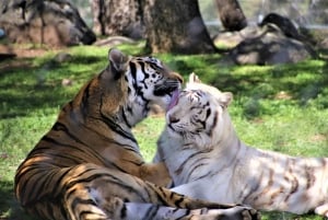 Alppi: Leijonat Tiikerit & Karhut Animal Sanctuary Guided Visit