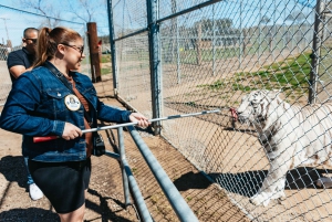 Alppi: Leijonat Tiikerit & Karhut Animal Sanctuary Guided Visit