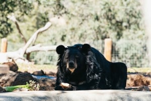 Alppi: Leijonat Tiikerit & Karhut Animal Sanctuary Guided Visit