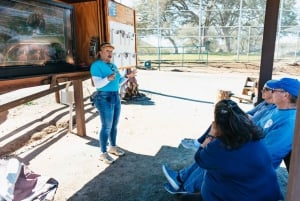 Alppi: Leijonat Tiikerit & Karhut Animal Sanctuary Guided Visit
