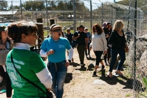 Alppi: Leijonat Tiikerit & Karhut Animal Sanctuary Guided Visit
