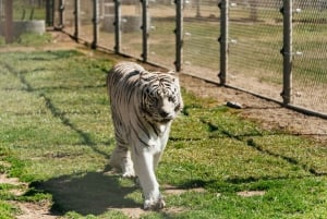 Alppi: Leijonat Tiikerit & Karhut Animal Sanctuary Guided Visit