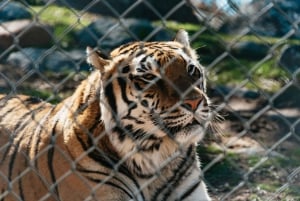 Alppi: Leijonat Tiikerit & Karhut Animal Sanctuary Guided Visit