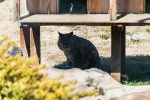 Alppi: Leijonat Tiikerit & Karhut Animal Sanctuary Guided Visit