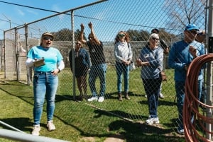 Alppi: Leijonat Tiikerit & Karhut Animal Sanctuary Guided Visit