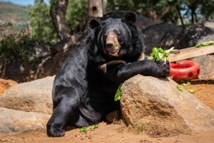 Alpine: Besøg og fodring i løve-, tiger- og bjørnereservatet