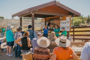 Alpine: Besøg og fodring i løve-, tiger- og bjørnereservatet
