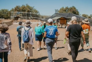Alpine: Besøg og fodring i løve-, tiger- og bjørnereservatet