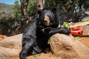 Alpine: Lions Tigers & Bears Sanctuary Visit and Feeding