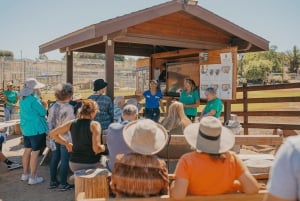 Alpine: Lions Tigers & Bears Sanctuary Visit and Feeding