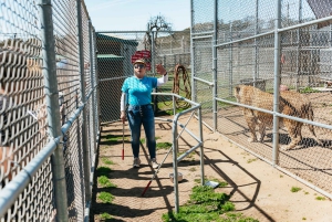 Alpine: Lions Tigers & Bears Sanctuary Visit and Feeding