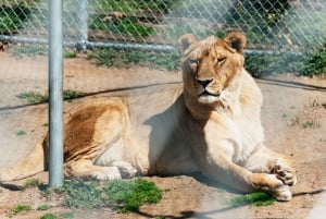 Alpine: Lions Tigers & Bears Sanctuary Visit and Feeding