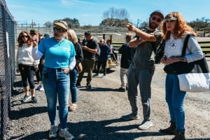 Alpine: Lions Tigers & Bears Sanctuary Visit and Feeding