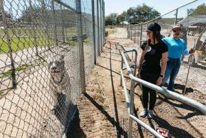 Alpine: Lions Tigers & Bears Sanctuary Visit and Feeding
