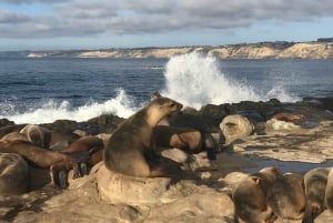 Cali Dreaming - Tour de La Jolla et de Pacific Beach en vélo électrique