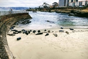 Cali Dreaming - Tour de La Jolla et de Pacific Beach en vélo électrique