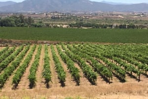 Fra San Diego: Valle de Guadalupe privat vinsmakingstur