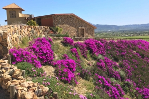 Z San Diego: prywatna degustacja wina Valle de Guadalupe