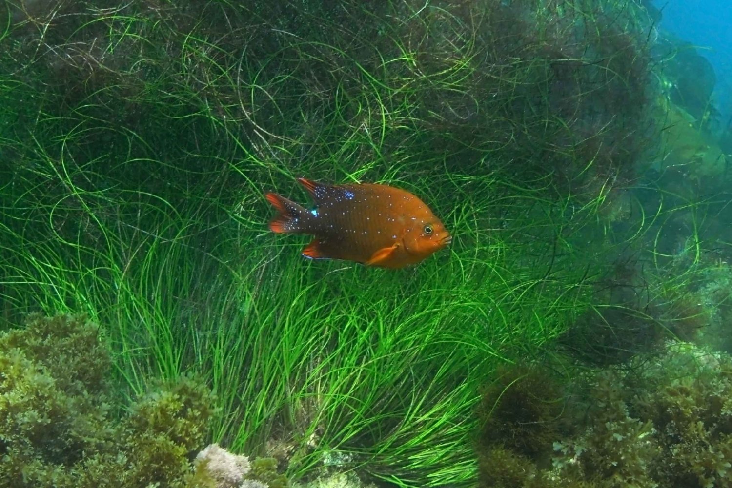 La Jolla: 2,5 timmars kajak- och snorkeltur